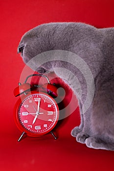 Grey Scottish-fold cat looks at the classic vintage mechanical retro red alarm clock on red background at almost 7 o`clock with c