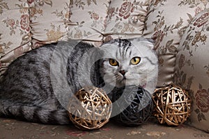 Grey Scottish Fold Cat On A Sofa