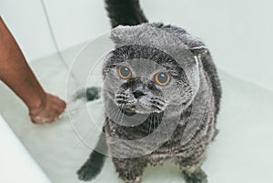 Grey Scottish fold cat takes a bath with his owner. She takes care of him and thoroughly washes his fur