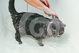 Grey Scottish fold cat takes a bath with his owner. She takes care of him and thoroughly washes his fur
