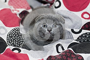 Grey Scottish fold kitten lying on the bed