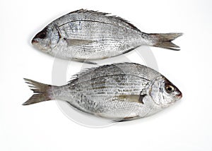 Grey Sea Bream, pondyliosoma cantharus, Fresh Fish against White Background