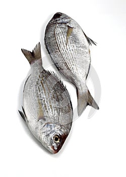 Grey Sea Bream, spondyliosoma cantharus, Fresh Fish against White Background
