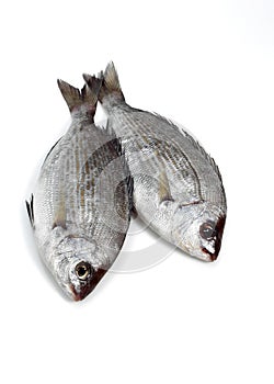 Grey Sea Bream, spondyliosoma cantharus, Fresh Fishes against White Background