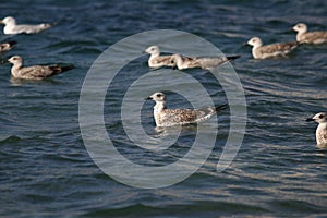 Grey sea gulls sway on the waves