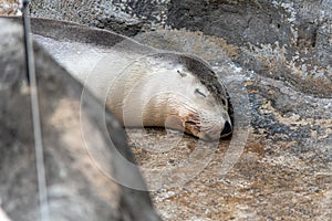 A grey sea lion sleeping peacefully on a rock