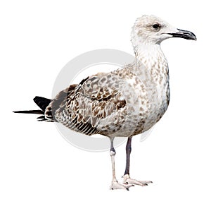 Grey Seagull isolated on white background