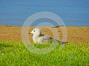 A grey seagull sitting in the grass on the bank of a lake