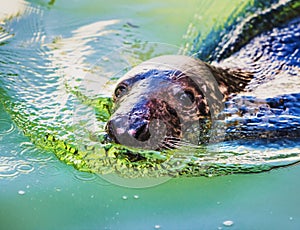 The Grey seal