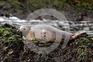 Grey Seal