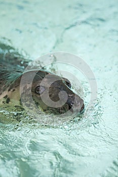 Grey Seal