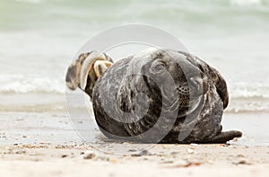 A grey seal