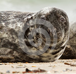 A grey seal