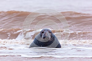 Grey Seal