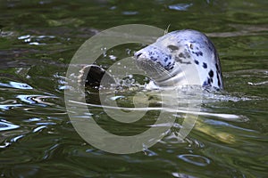 Grey seal