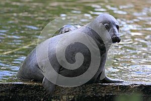Grey seal