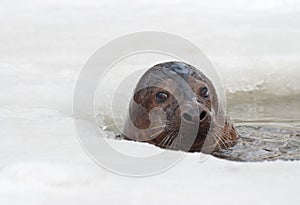 Grey seal