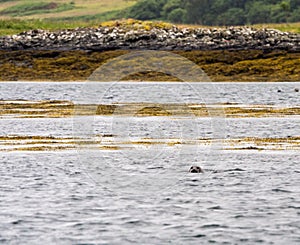 Grey seal