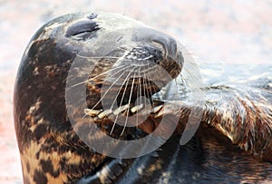 Grey seal