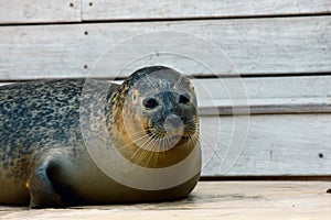 Grey seal during annal moulting