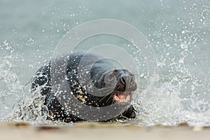 Grey Seal attack