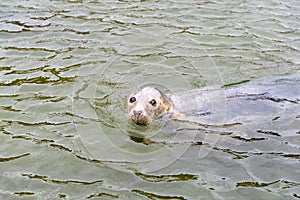 Grey seal from Baltic sea