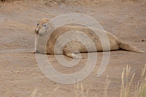 Grigio foche sul Spiaggia 