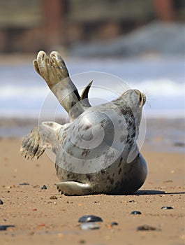 Grey seal on beach and ocean