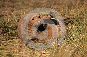 Grey Seal Bull