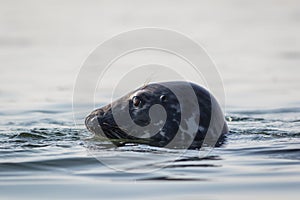 Grey seal closeup on a summer morning, Muscongus Bay, Maine