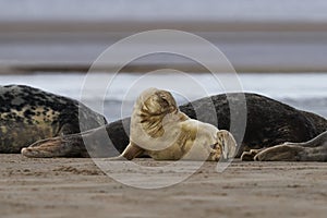 Grigio foche sul Costa da inghilterra 