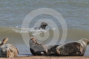 Grey seal colony on the beach horsey gap Norfolk