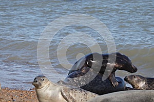 Grey seal colony on the beach horsey gap Norfolk