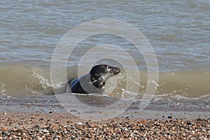 Grey seal colony on the beach horsey gap Norfolk