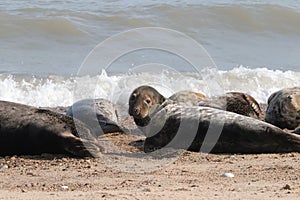 Grey seal colony on the beach horsey gap Norfolk