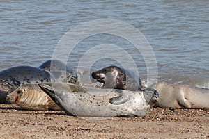 Grey seal colony on the beach horsey gap Norfolk