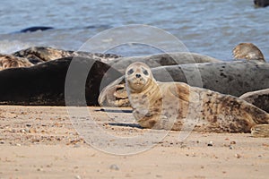 Grey seal colony on the beach horsey gap Norfolk