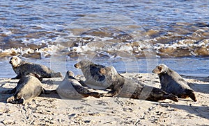 Grey seal colony on Horsey Beach
