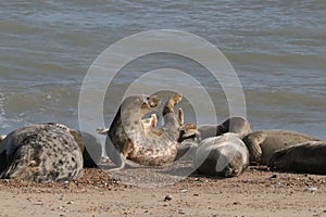 Grey seal colony on horsey gap beach England