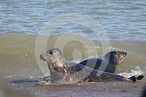 Grey seal colony on horsey gap beach England