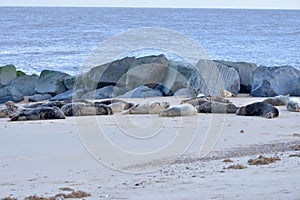 Grey Seal colony Horsey Norfolk Halichoerus grypus