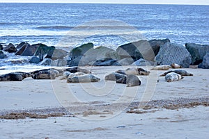 Grey Seal colony Horsey Norfolk Halichoerus grypus