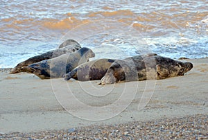 Grey Seal colony Horsey Norfolk Halichoerus grypus