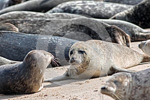 Grey seal colony Horsey Uk. Wild marine animals portrait