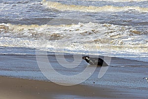 Grey Seal Coming Ashore, Horsey, Norfolk, England