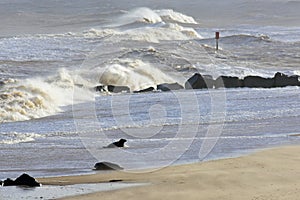 Grey Seal Coming Ashore, Horsey, Norfolk, England