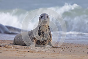 A Grey seal on the edge of the beach