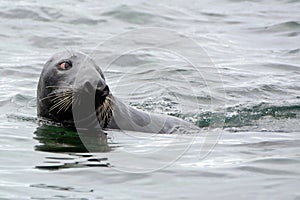 Grey seal, Farne Islands Nature Reserve, England