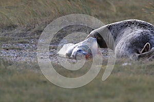 Grey Seal Giving Birth To Pup (Halichoerus grypus) Helgoland Germany