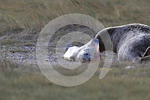 Grey Seal Giving Birth To Pup (Halichoerus grypus) Helgoland Germany